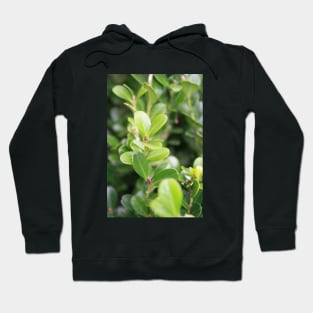 Nature Hoodie